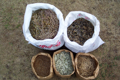 Five different bags, each with a different type of seed collected as part of a revegetation effort.