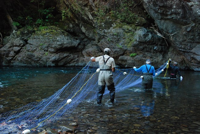 Fisheries biologists setting a sampling net on the Elwha River.