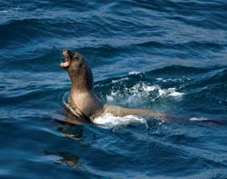 A Steller's sea lion bobs its head up in the waters of Cape Flattery.