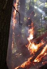 Forest fire burns dark tree trunks and along ground on a steep slope