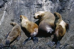 Four California sea lions on a rock