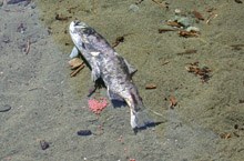 A deteriorated salmon dies after spawning.