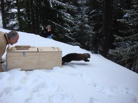 A biologist releases a fisher to the wilds of Olympic.