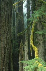 mossy branch descends from forest of old-growth trees