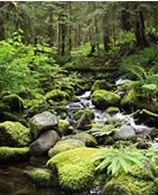 creek flowing through forest, many moss covered rocks