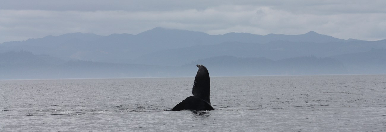 A whale tail emerges from the water with mountains in the background.