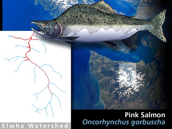 Historic pink salmon