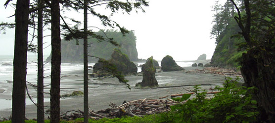 Trees in foreground and low, wind-sheared shrubs with beach logs, beach and small islands beyond.