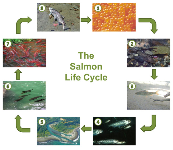 A circular diagram showing the 8 stages of the salmon life cycle.