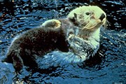 Sea otter floating on back in ocean with dark brown pup on her belly