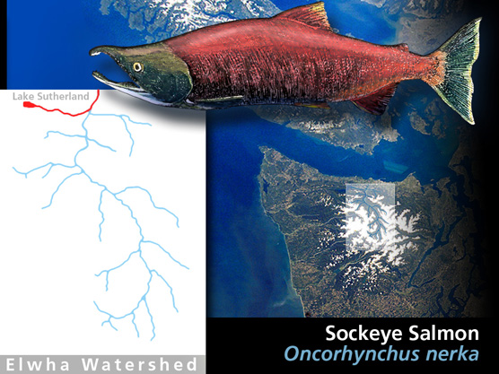 Historic sockeye