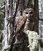 A brown owl with light spots perches on a lichen-draped branch of an old tree