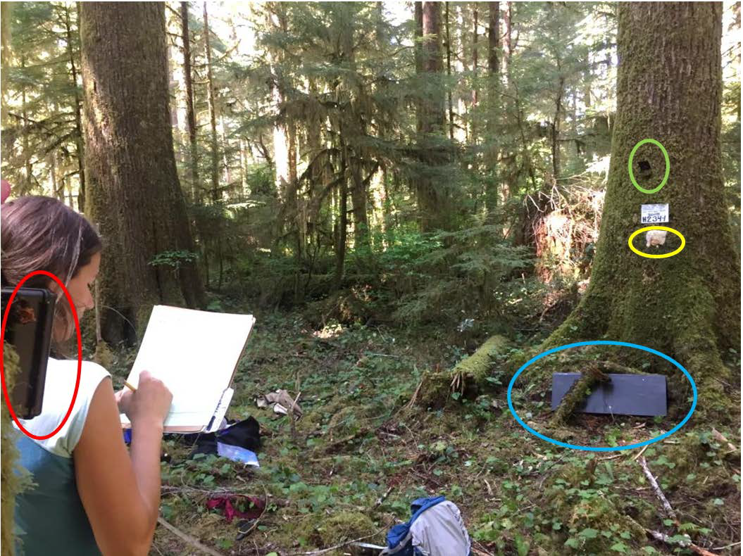 Field-crew member setting up a station within Olympic National Forest. Note camera on left of frame is pointing to tree bait and baited cubby box on the right of the frame.