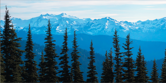 Glacier-capped Mount Olympus behind Subalpine Firs