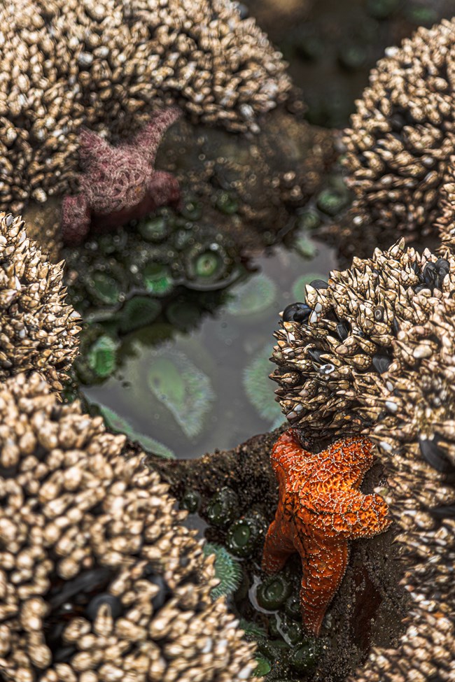 An ocean tide pool filled with green anenomes and orange and purple sea stars lined with barnacles.