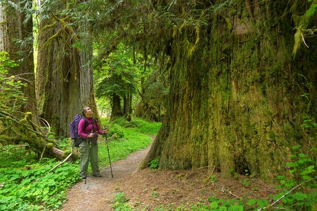 A hiker looks up from the base of a large old growth tree