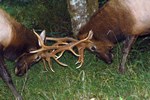 two bull elk sparring