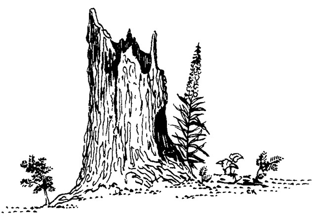 Drawing of an old growth tree stump
