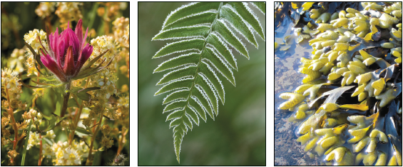 Three photos side by side; a small pink flower, a fern frond, and seaweed.