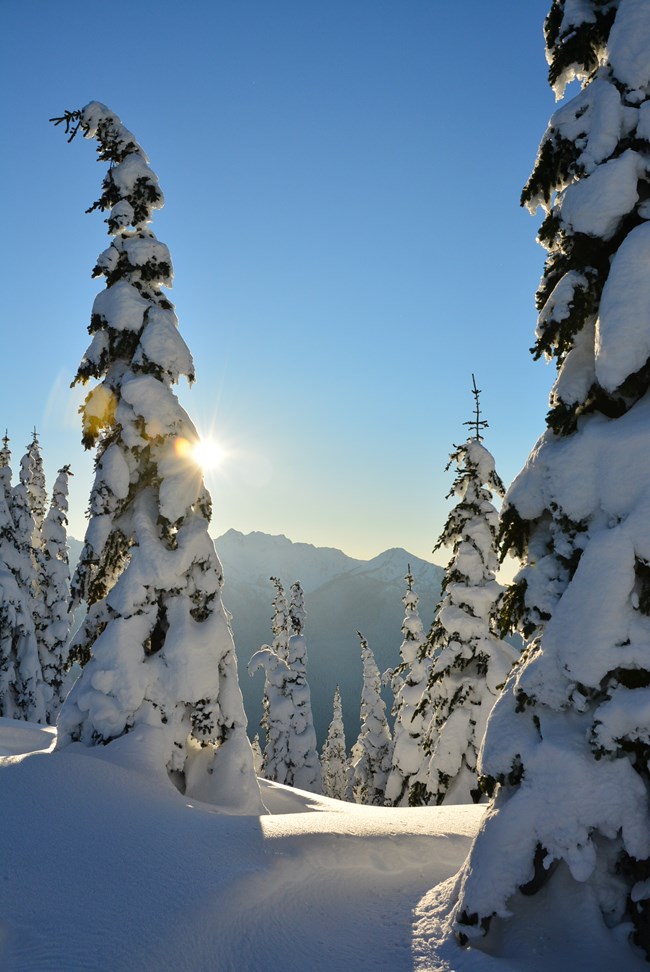 Sun shines on snow-covered subalpine fir trees in the mountains.