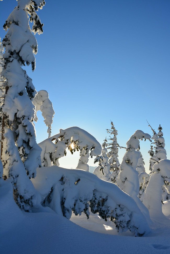 The sun peaks through trees bent over with a heavy blanket of snow.