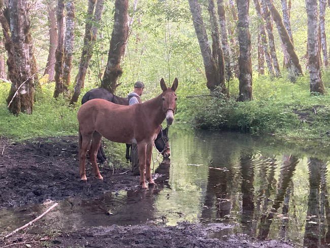 A light brown mule looking at the camera standing near a creek. The mule is in front of a darker colored mule that is drinking from the water. A member of the trail crew stands between them.