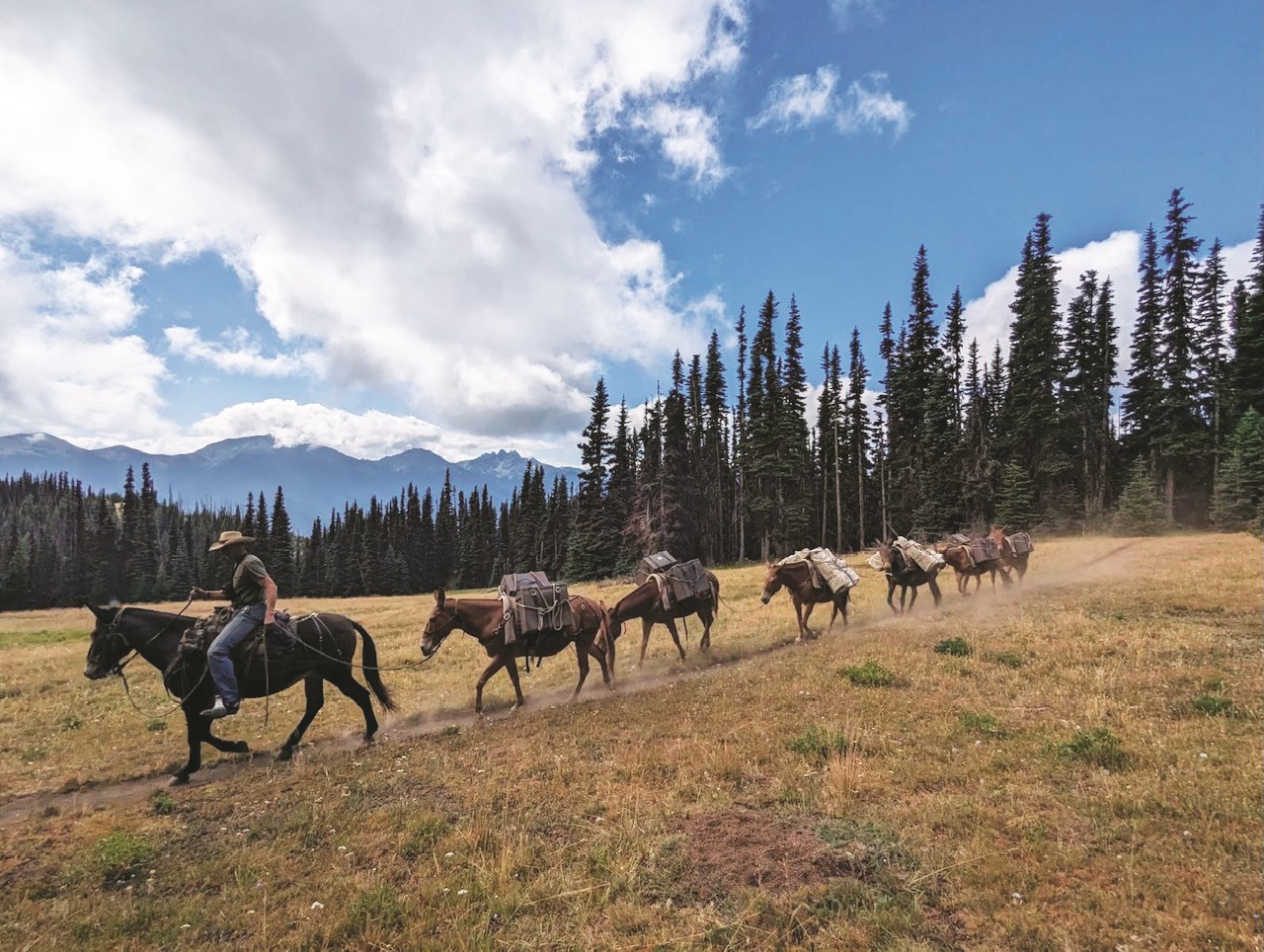 A mule string walks on a trail in a mountain meadow. Seven mules carry equipment.