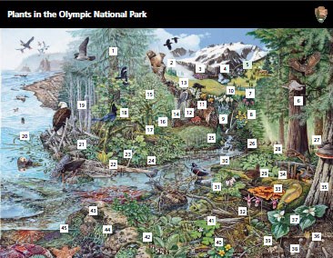 A mural illustration of the park shows the wide variety of animals and plants living in the park.