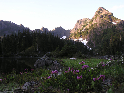 A rocky mountain peak juts up above a subalpine meadow. Purple wildflowers, white wildflowers, and grasses grow in the meadow.