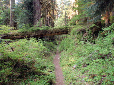 A dirt trail through the woods. Bushy growth rises from each side of the trail. A large tree has fallen over the trail but is high enough off of the ground that it can easily be walked under.
