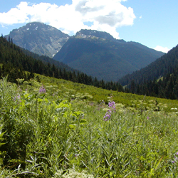 A subalpine meadow with low, brushy, green growth. Rounded mountain peaks rise in the background.