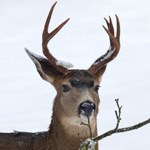 Deer eating in winter.