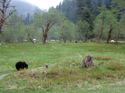 Two black bears grazing on vegetation in a large, grassy meadow at Enchanted Valley.
