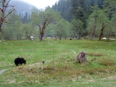 Enchanted Valley Black Bears