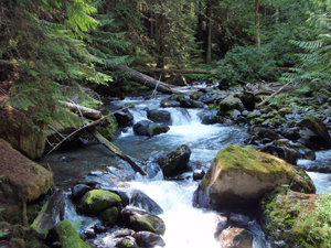 The waters of the Graywolf River flow over and around mossy boulders. Evergreen trees grow thick on the banks of the river.