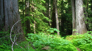 A glimpse of the forest, with verdant green bushes and large silver tree trunks.