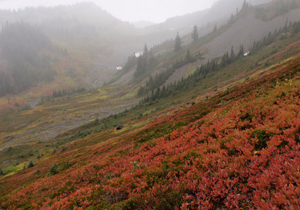 A meadowy mountain basin in the fall. Fog rests in the air. Bushes have turned bright orange and red.