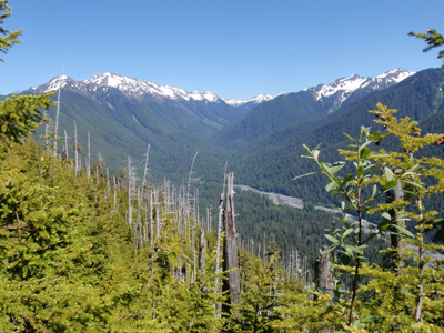 The Hoh River valley as seen from a previously burned slope on the Hoh Lake trail. Vegetation is regrowing in the burned area, and snowcapped mountains can be seen above each side of the valley.