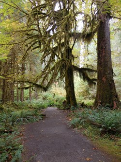 A photo of a flat, dirt trail winding through tall, moss covered trees in the Hoh Rain Forest.