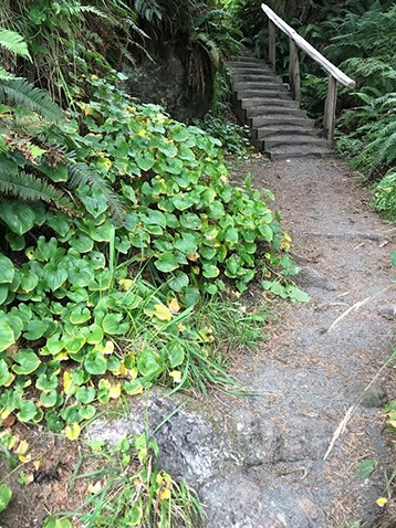 The third staircase and roots across trail