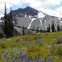 A wildflower meadow with a trail sign, a rocky and snowy mountain peak in the background.