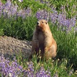 Olympic Marmot in field of wildflowers.