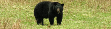 Black bear eating vegetation in a meadow.
