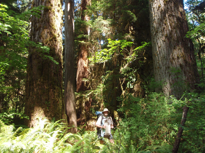 A hiker stands in front of very large trees in the Queets Rainforest. Sword ferns envelop the forest floor.
