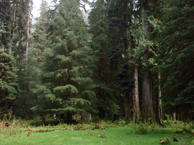 Old growth evergreen trees loom large over a grassy opening in the rainforest.