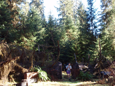 A hiker passes through a gap in a large, downed tree that is now lying flat on the ground. The tree, which is as wide as the hiker is tall, has been sawed to allow hikers to walk the trail without having to climb over the tree.