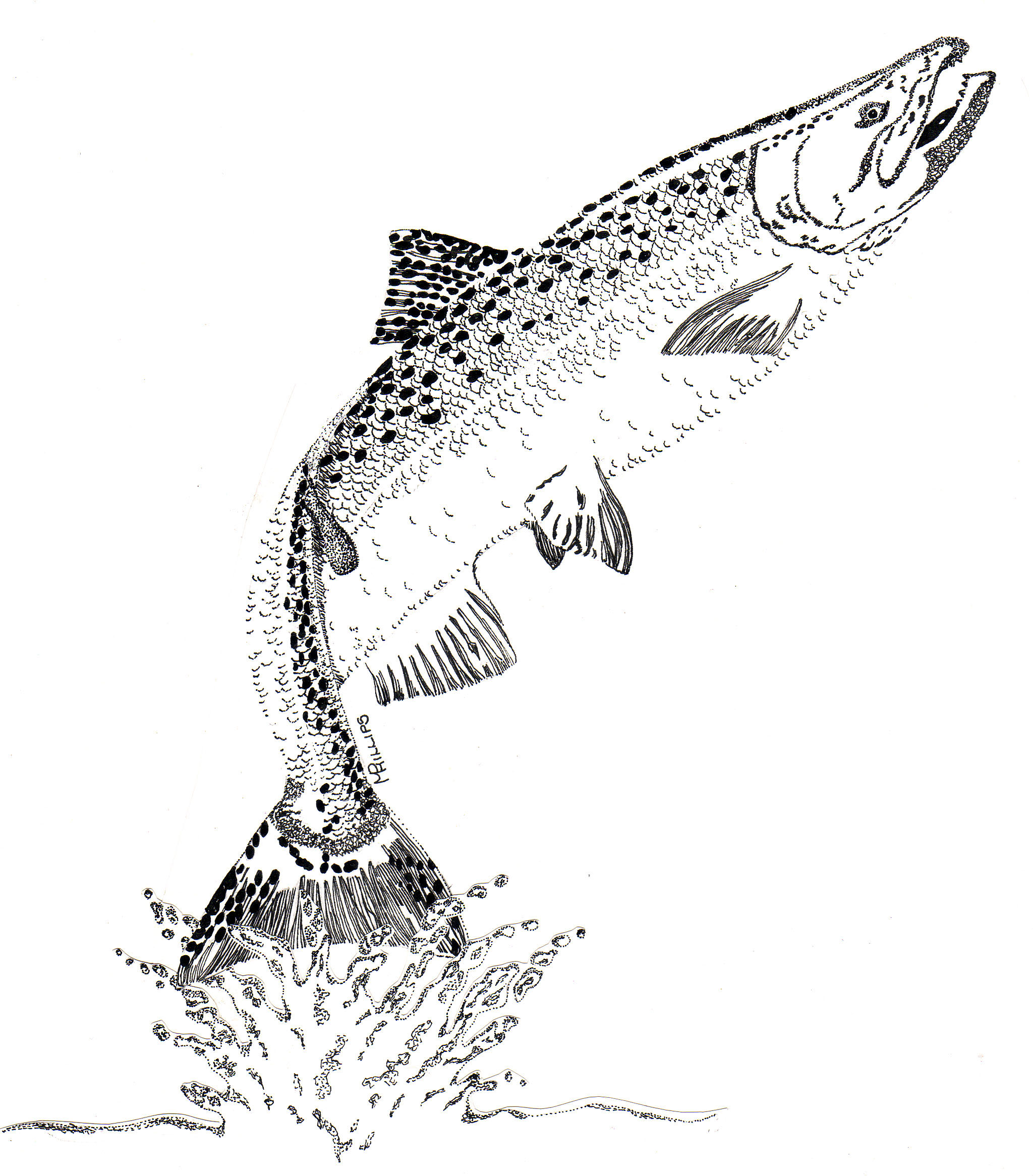 A black and white drawing of a salmon leaping out of the water.