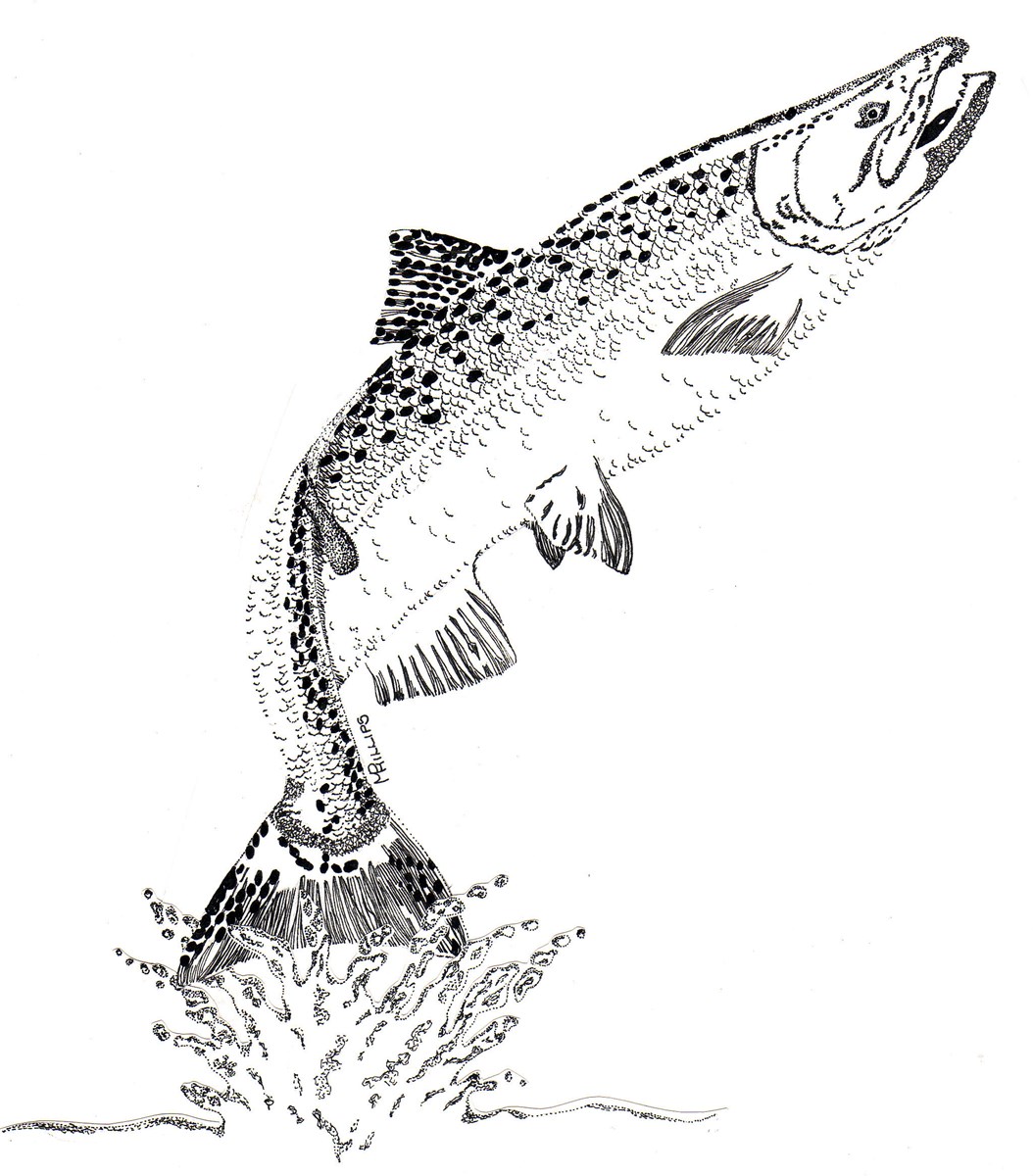 A black and white drawing of a salmon leaping