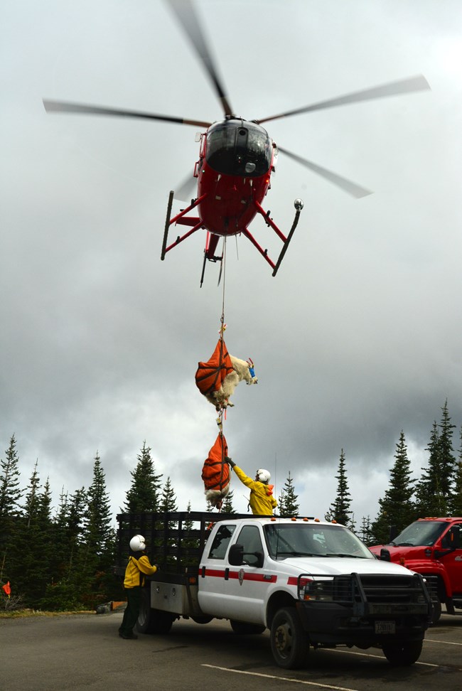 Three mountain goats in slings under a helicopter being set down into the back of a truck.