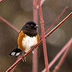 Spotted Towhee perched on a branch.